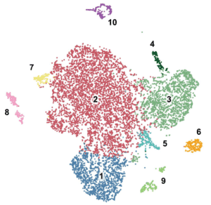 Single Cell RNA Seq analysis