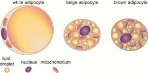 Differenciation potential and metabolomic profiling