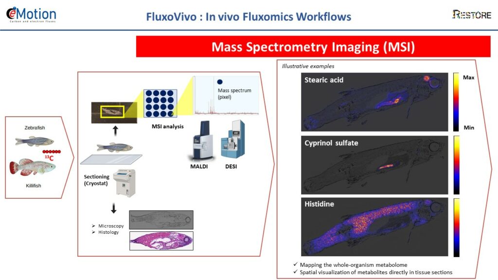 Diapo FluxoVivo 3
